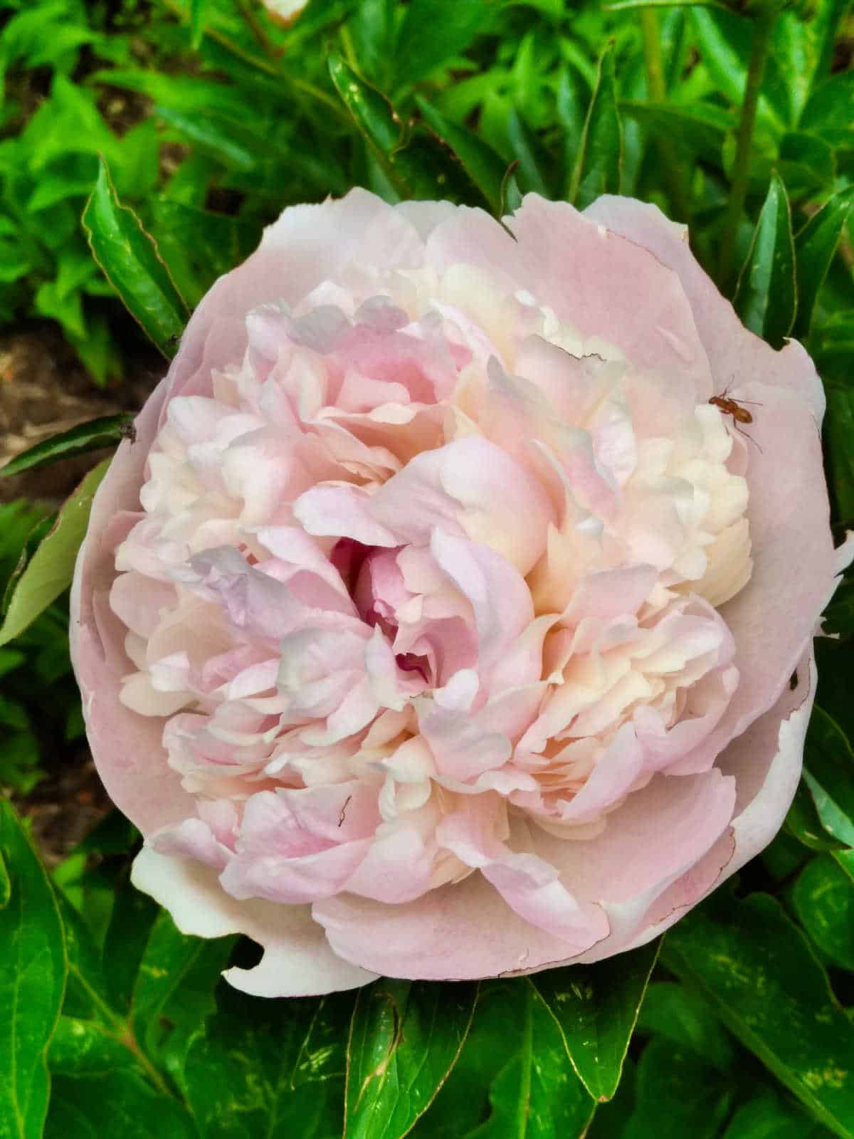 Do Ants Hurt Peony Flowers? Home Garden Joy