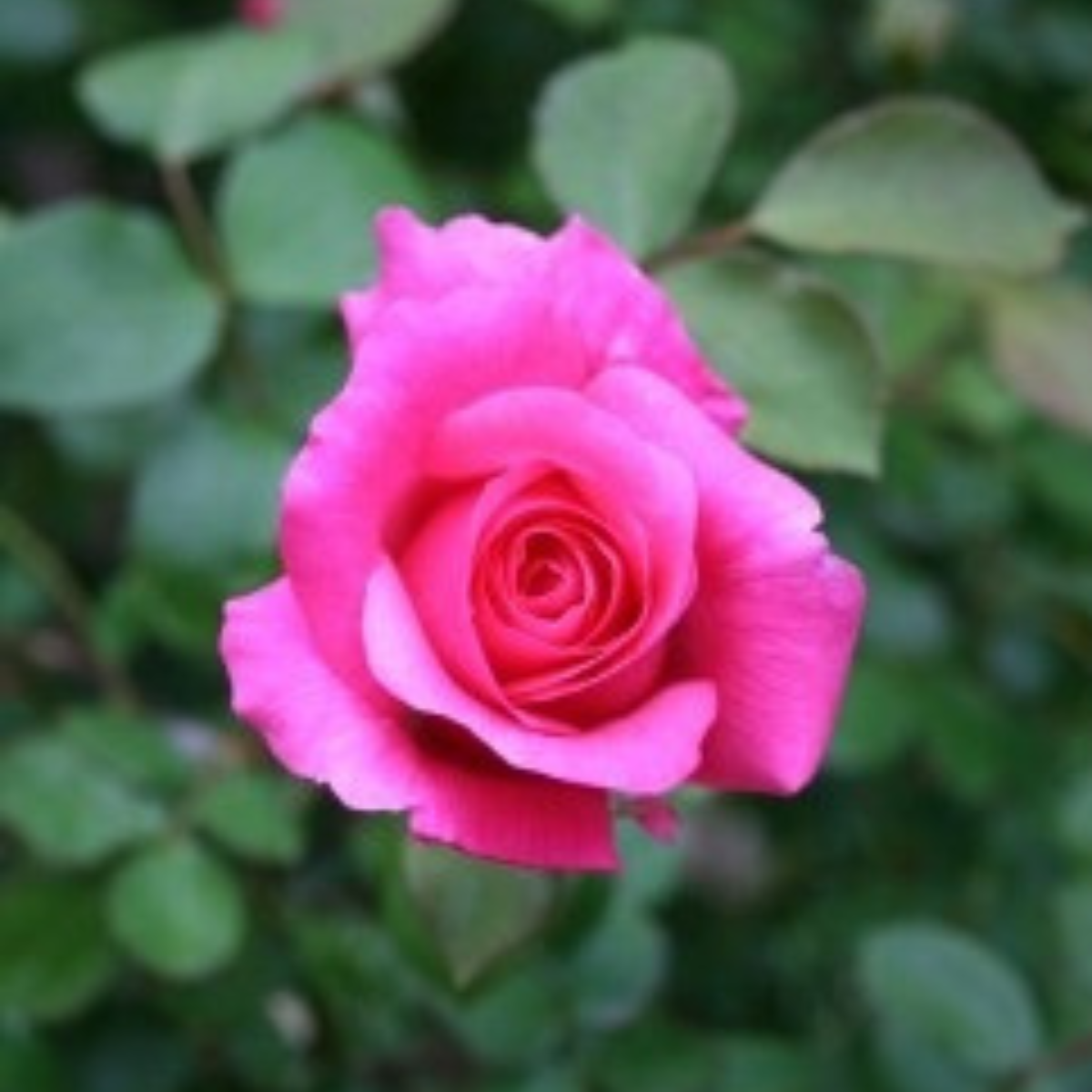 pink rose