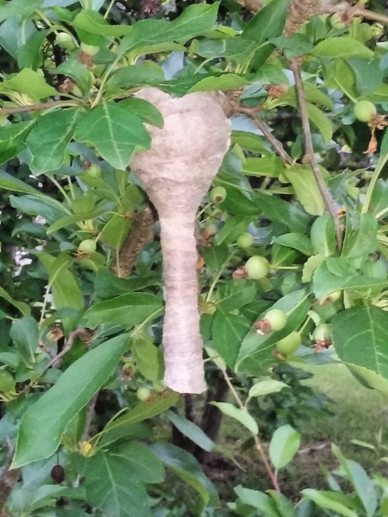 wasp nest with tube