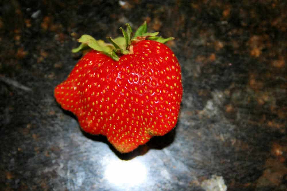 what causes deformed strawberries like this