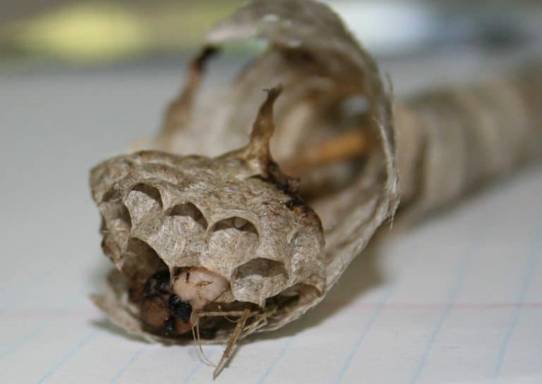 Wasp Nest with Tube - the Bald Faced Hornet Nest - Home Garden Joy