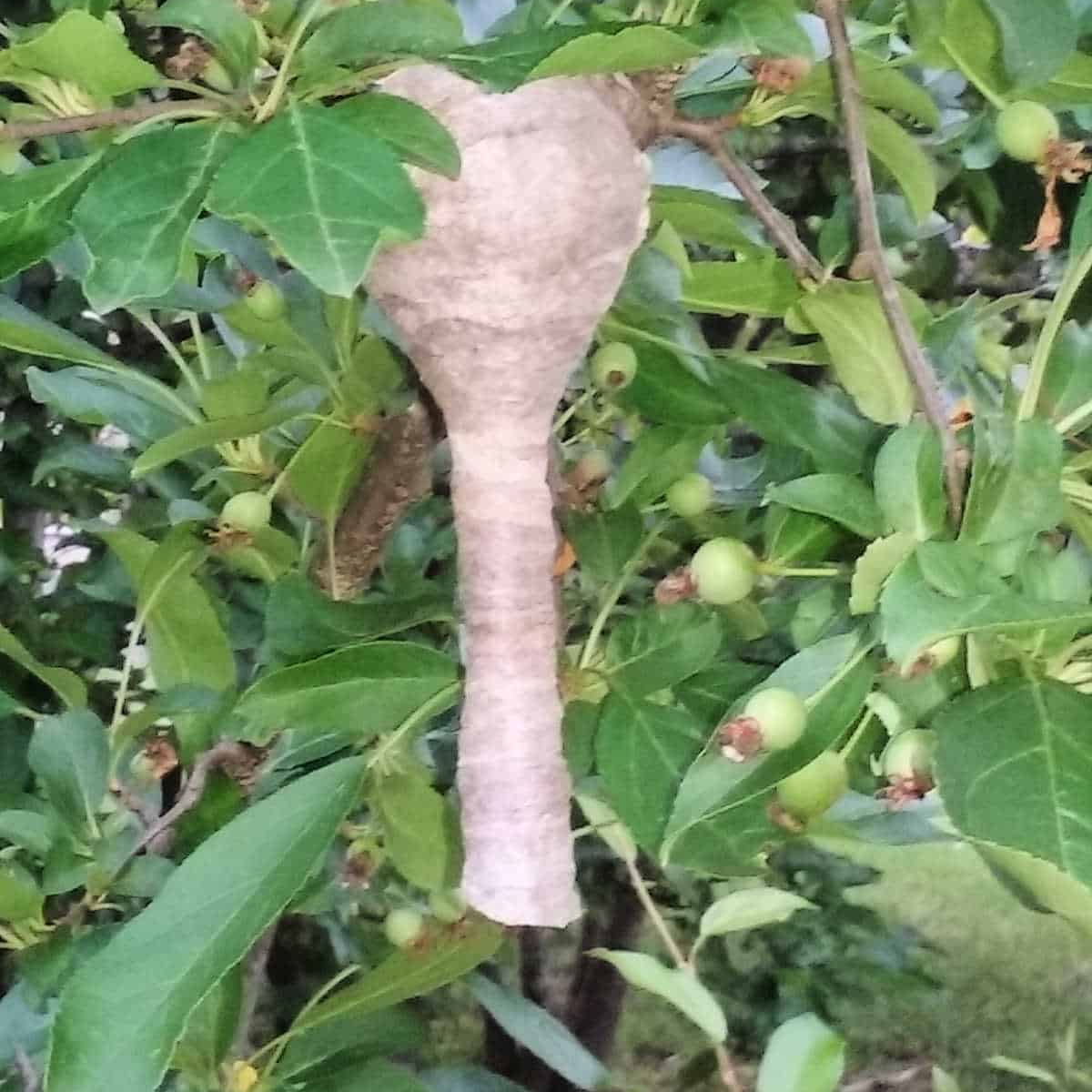 the start of a bald faced hornet nest