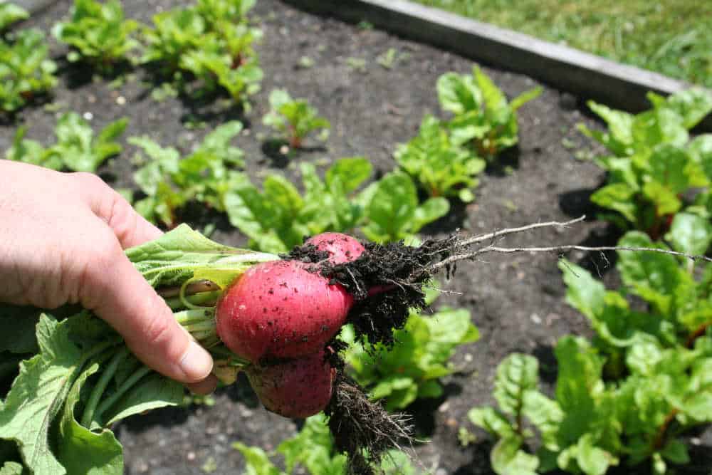 hand holding radishes