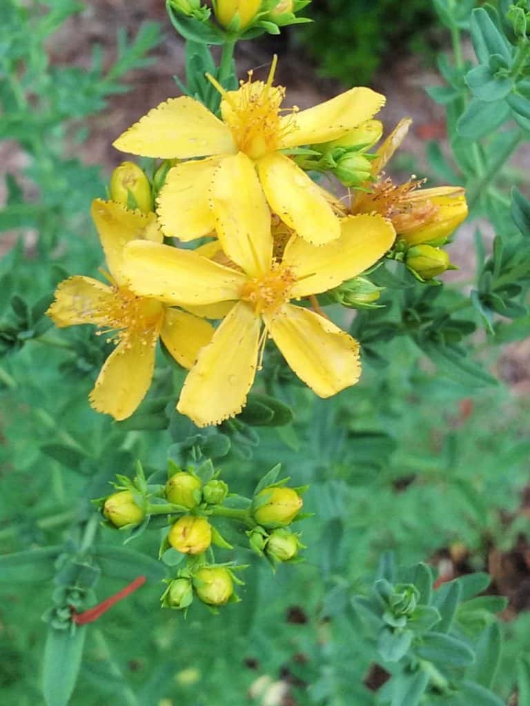 St. John's Wort flowers