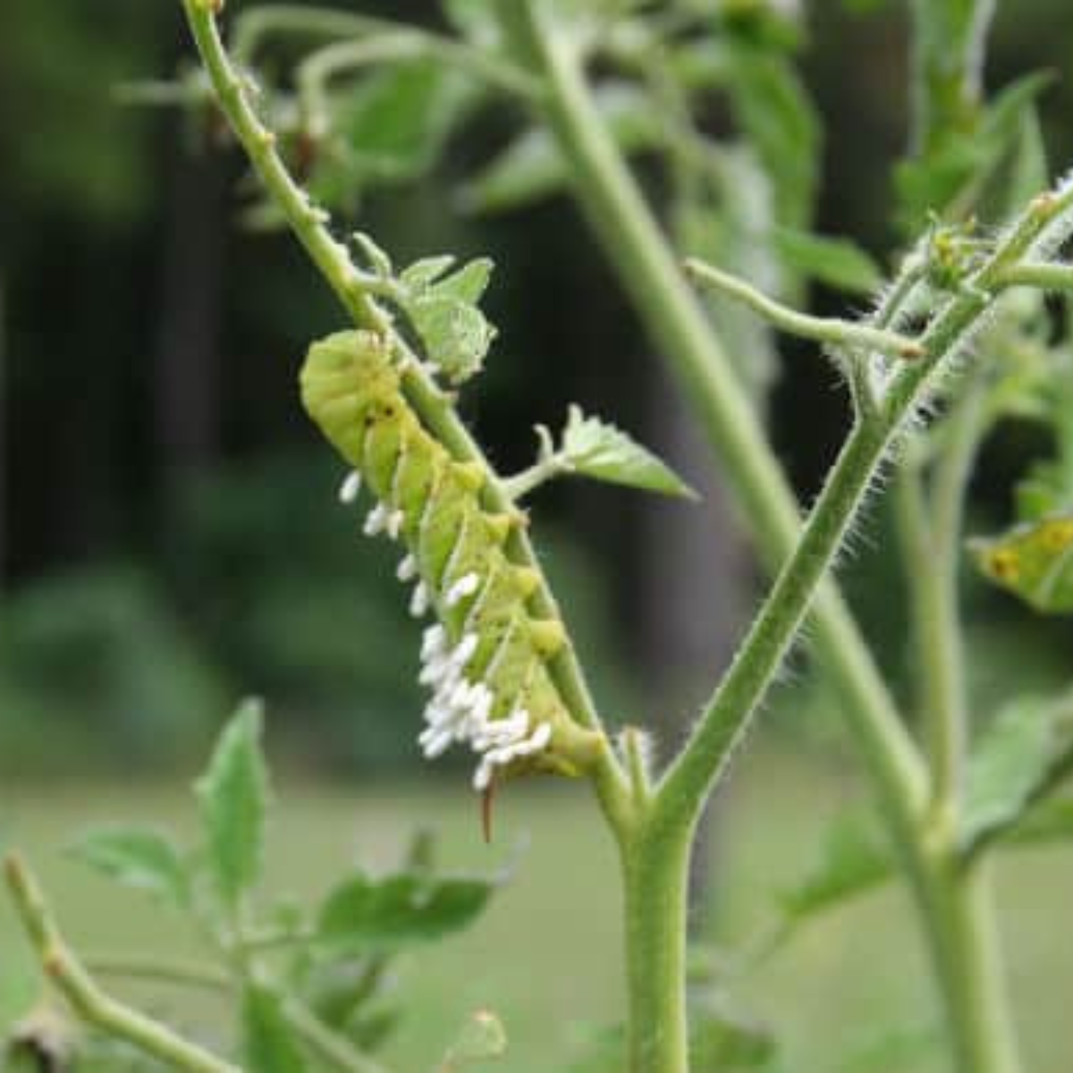 a tomato hornworm with parasitic wasp larvae on it