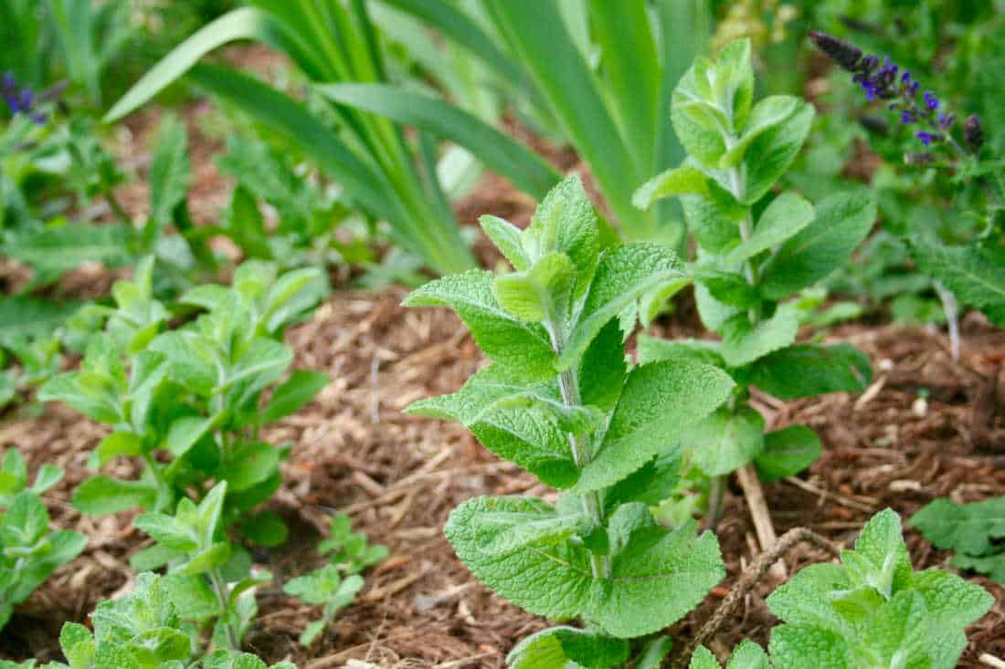 applemint or apple mint herb