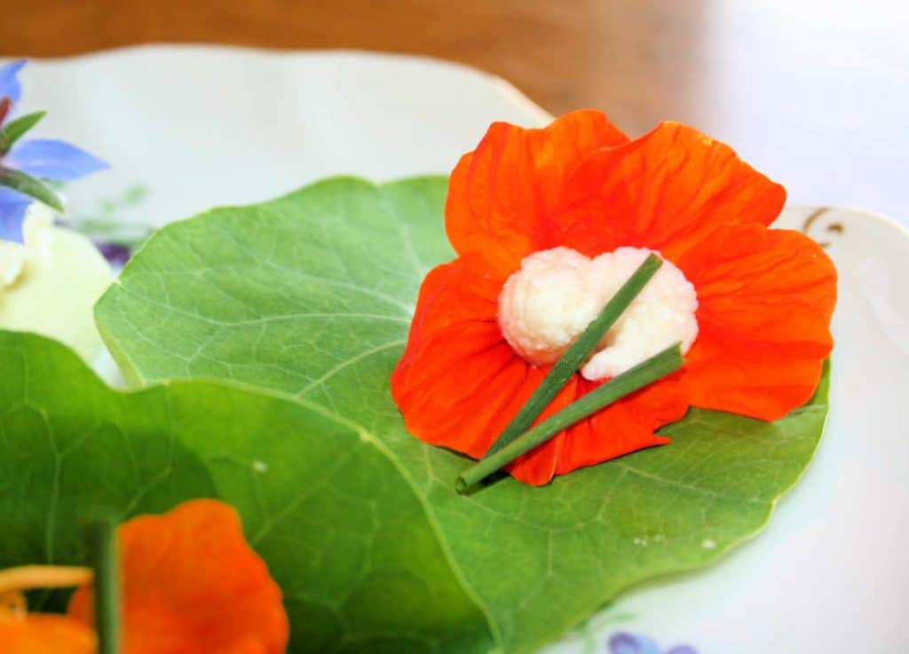 edible flower nasturtium picture