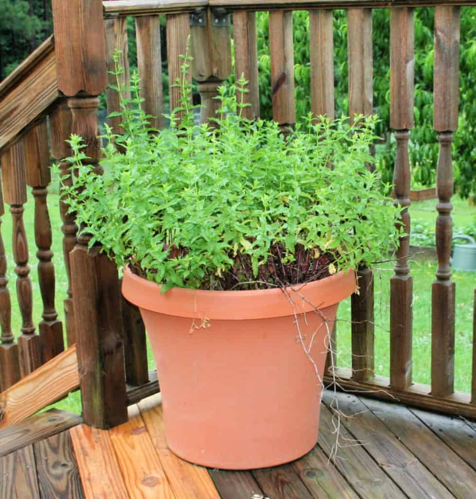 photo of mint growing in a container