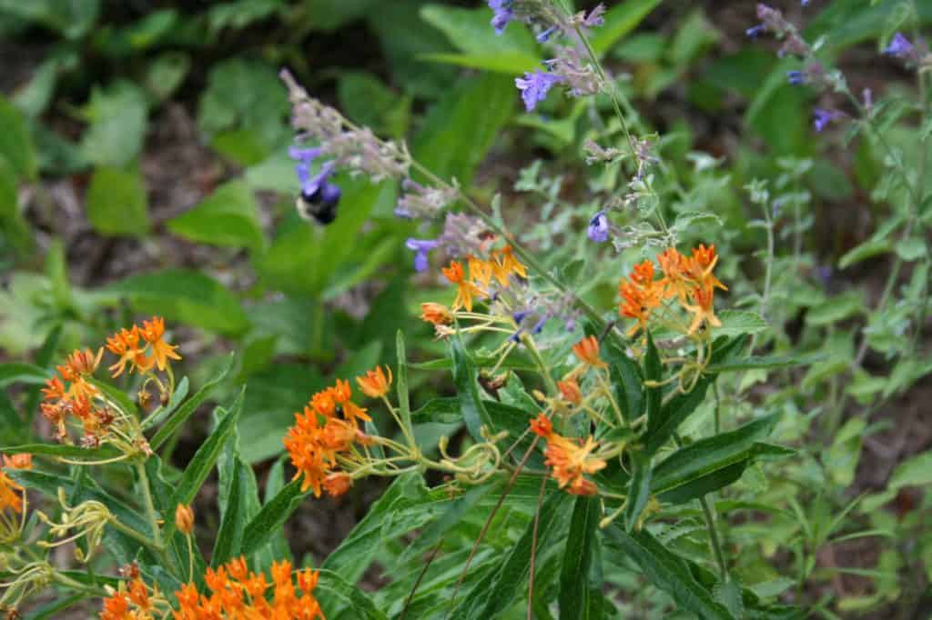 pollinator garden flowers