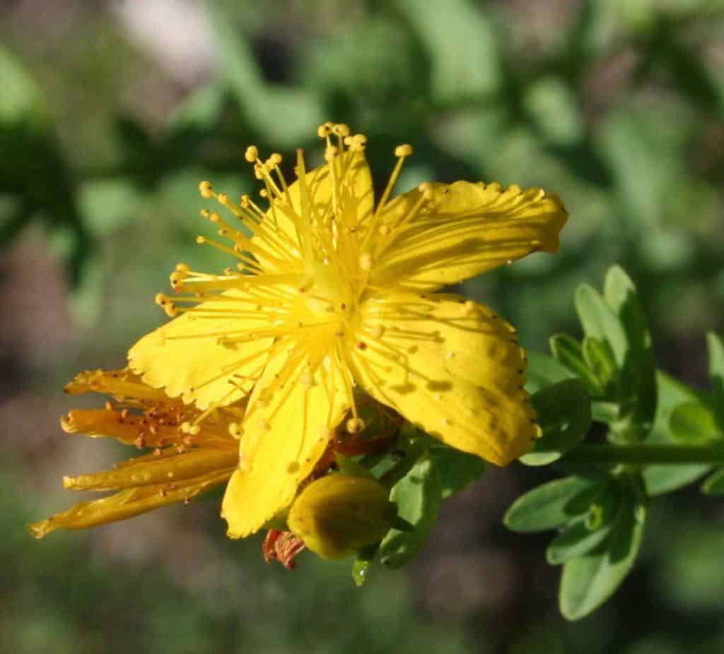 St. John's Wort flower
