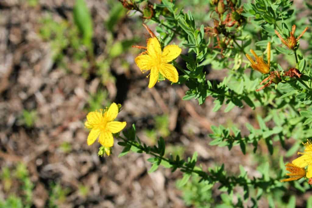 a photo of the St. John's Wort plant