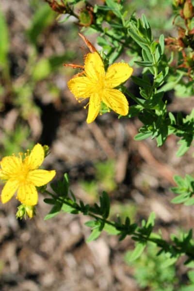 a photo of the St. John's Wort plant