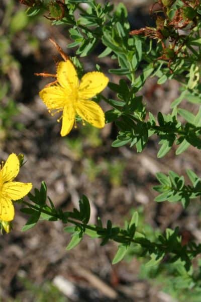 picture of St. John's wort plant