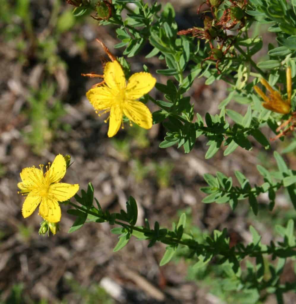 picture of St. John's wort plant