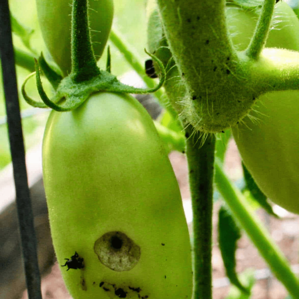 a green tomato with a hole made by a tomato fruitworm