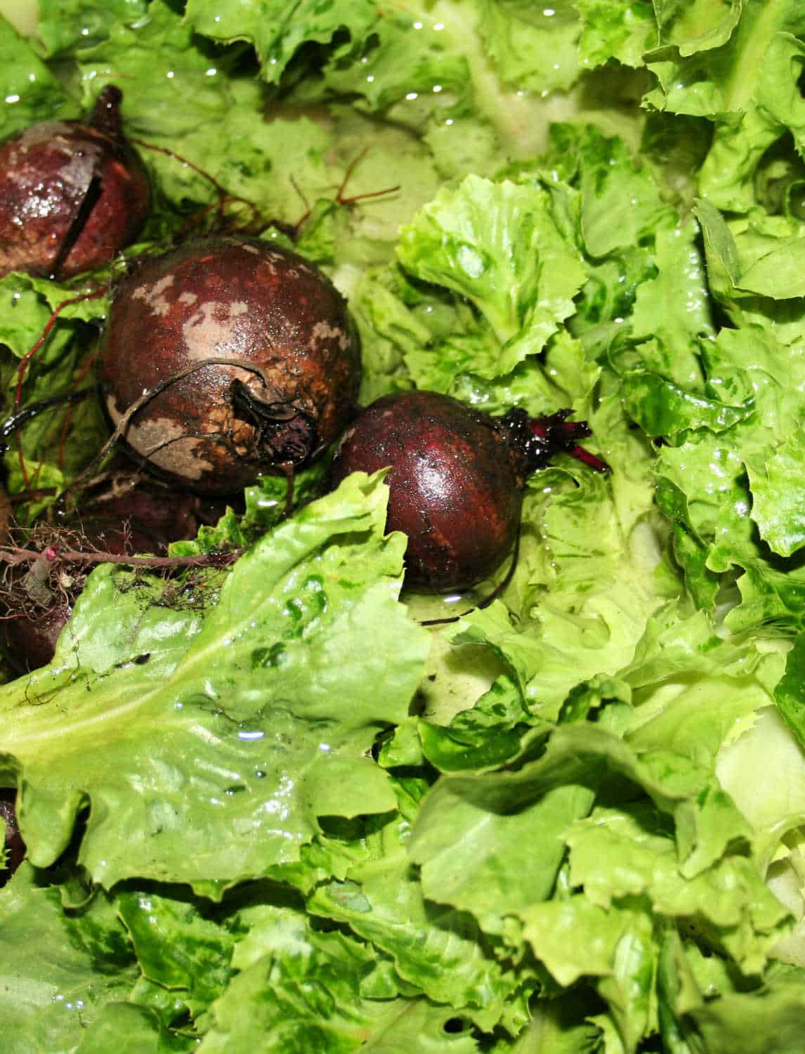 beets and endive picture