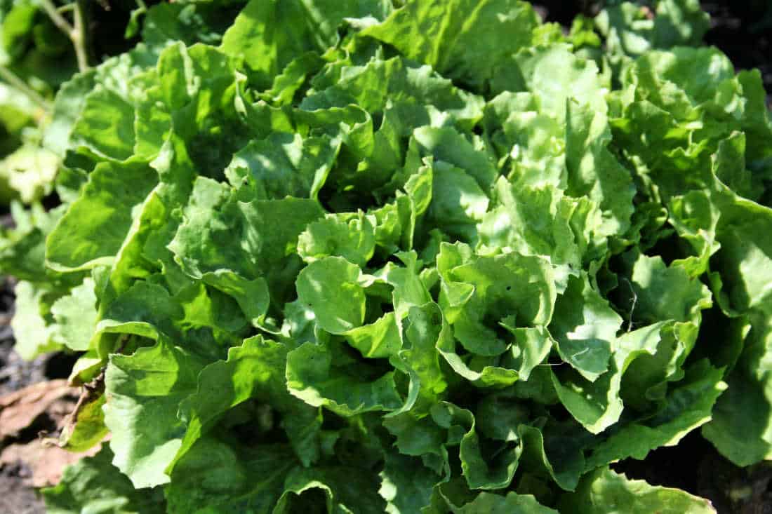 a picture of escarole or endive