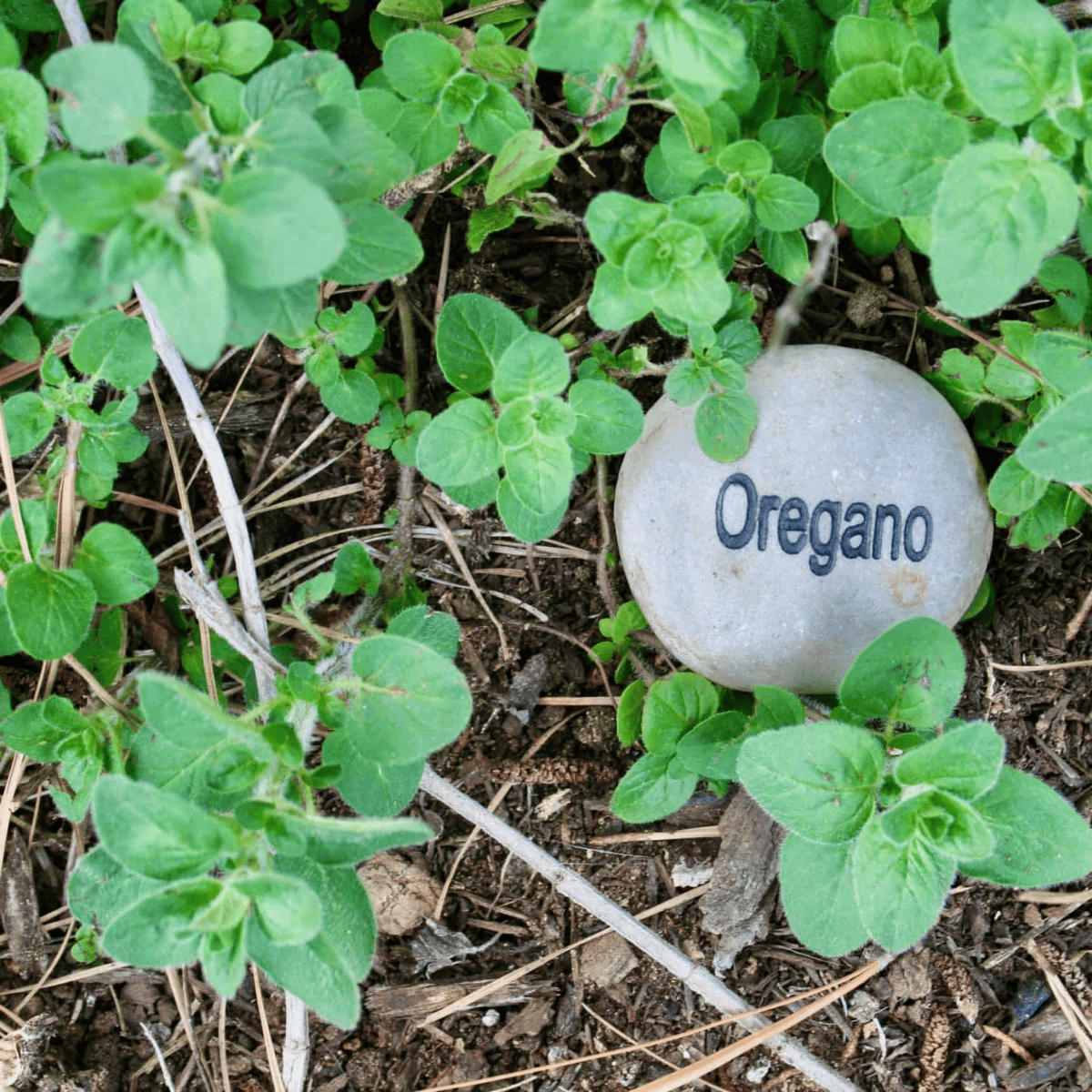 a patch or oregano herb with a rock that has the word oregano carved in it