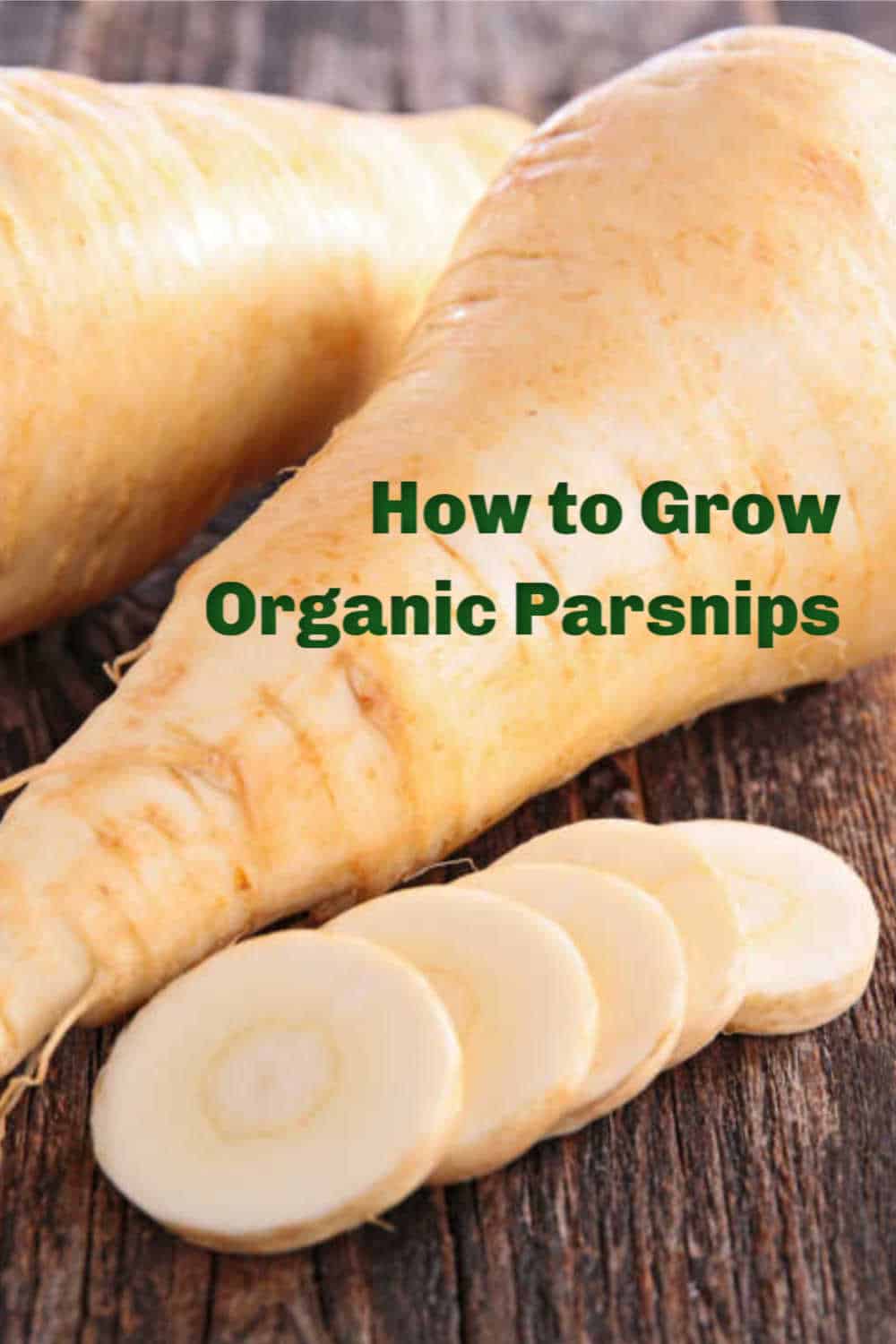 Growing Parsnips - Home Garden Joy