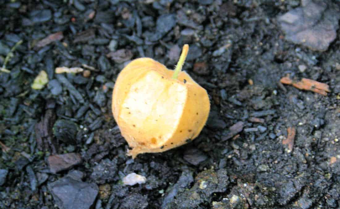 a picture of a husk cherry on soil