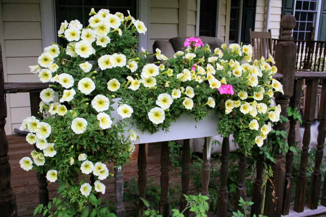 flowers for window boxes petunias
