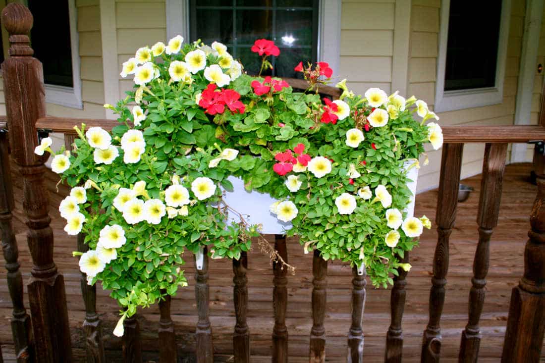 petunias and geraniums in a window box