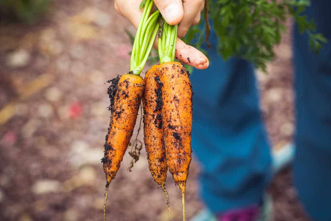picture of carrots in a garden for a whole food plant based diet