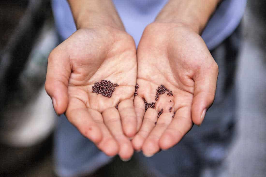 a picture of open hands holding garden seeds