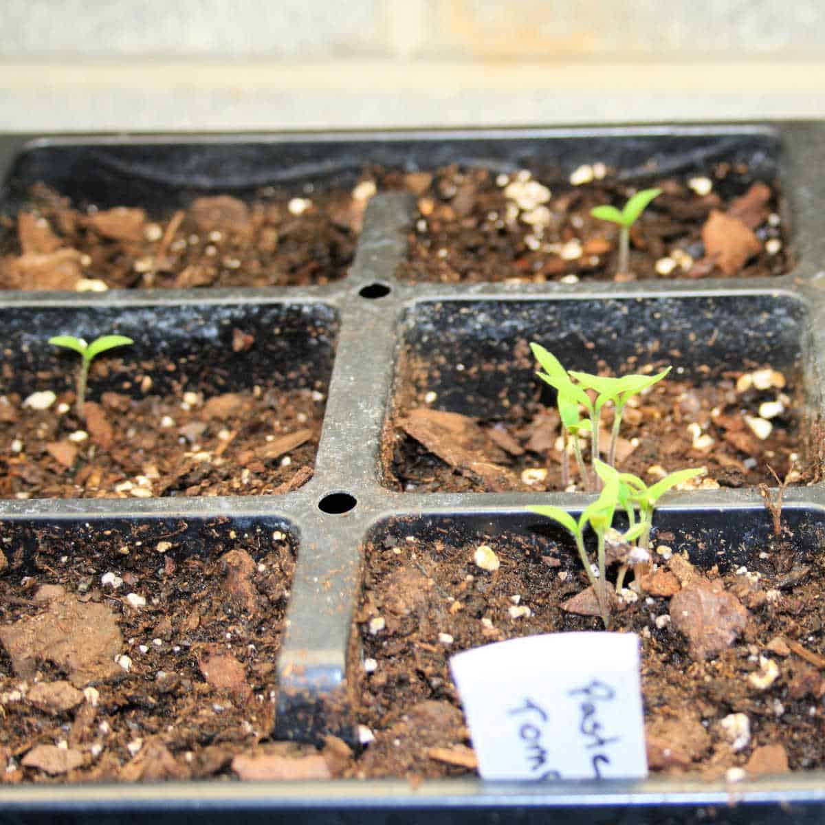 seedlings in a seed starting tray