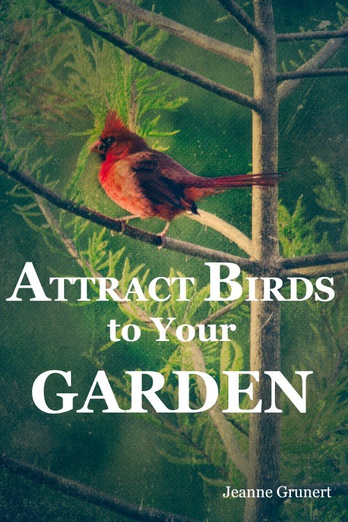 cover of attract birds
