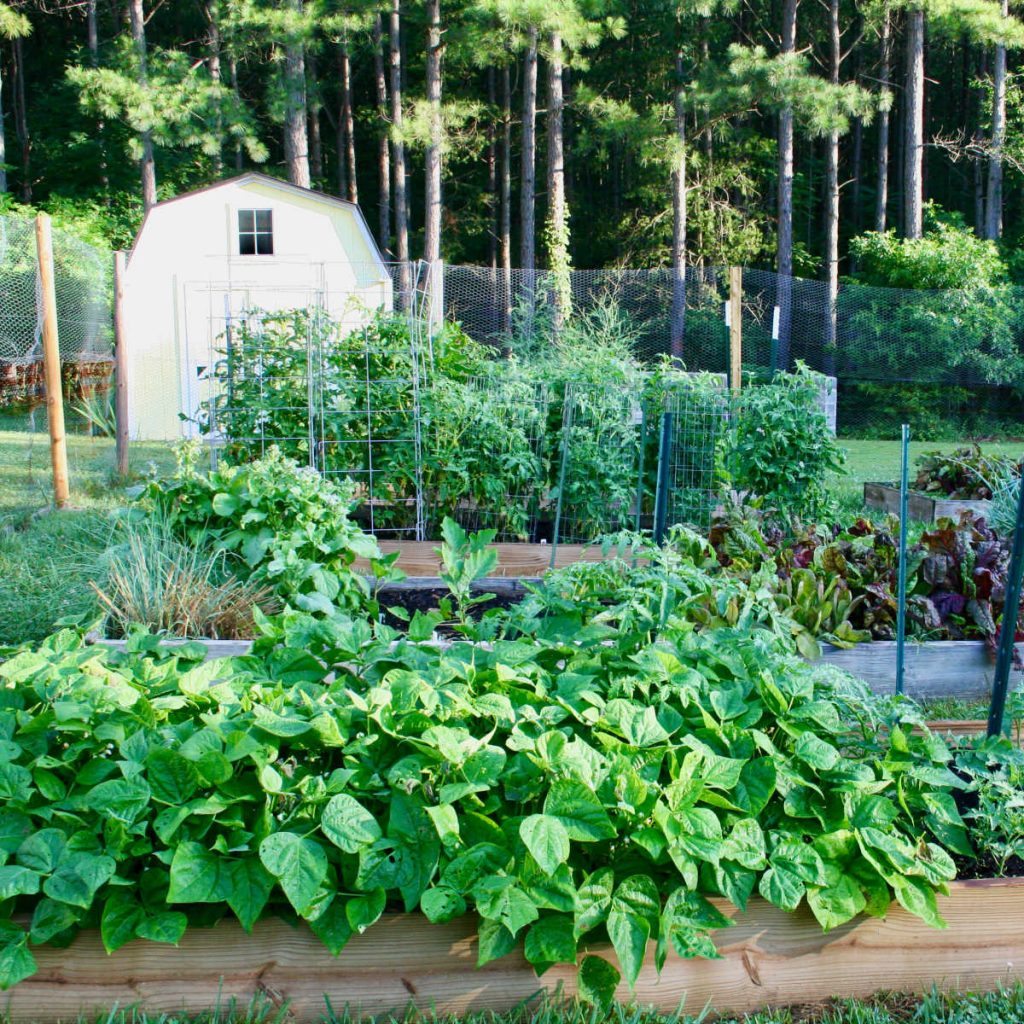 a raised bed vegetable garden