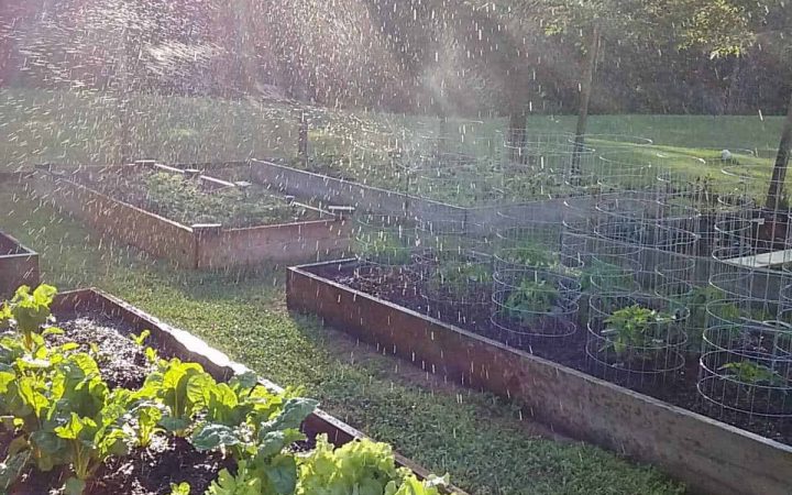vegetable garden