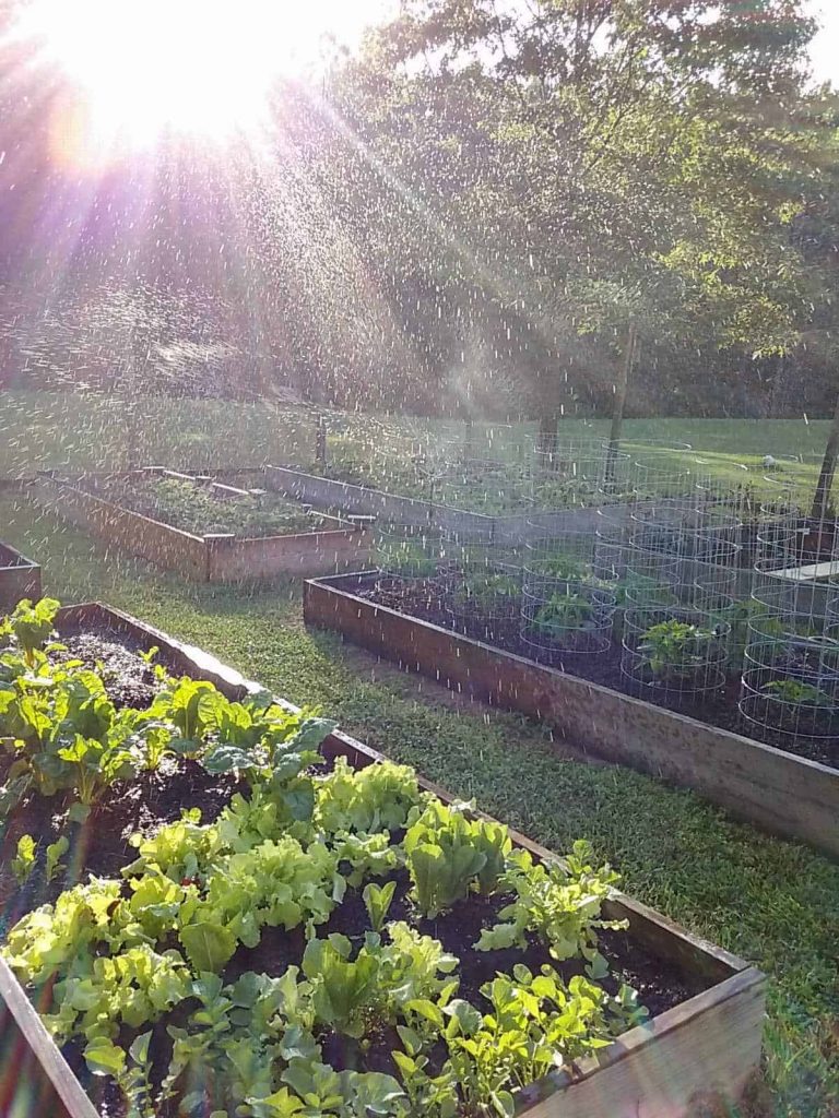 vegetable garden with sprinkler