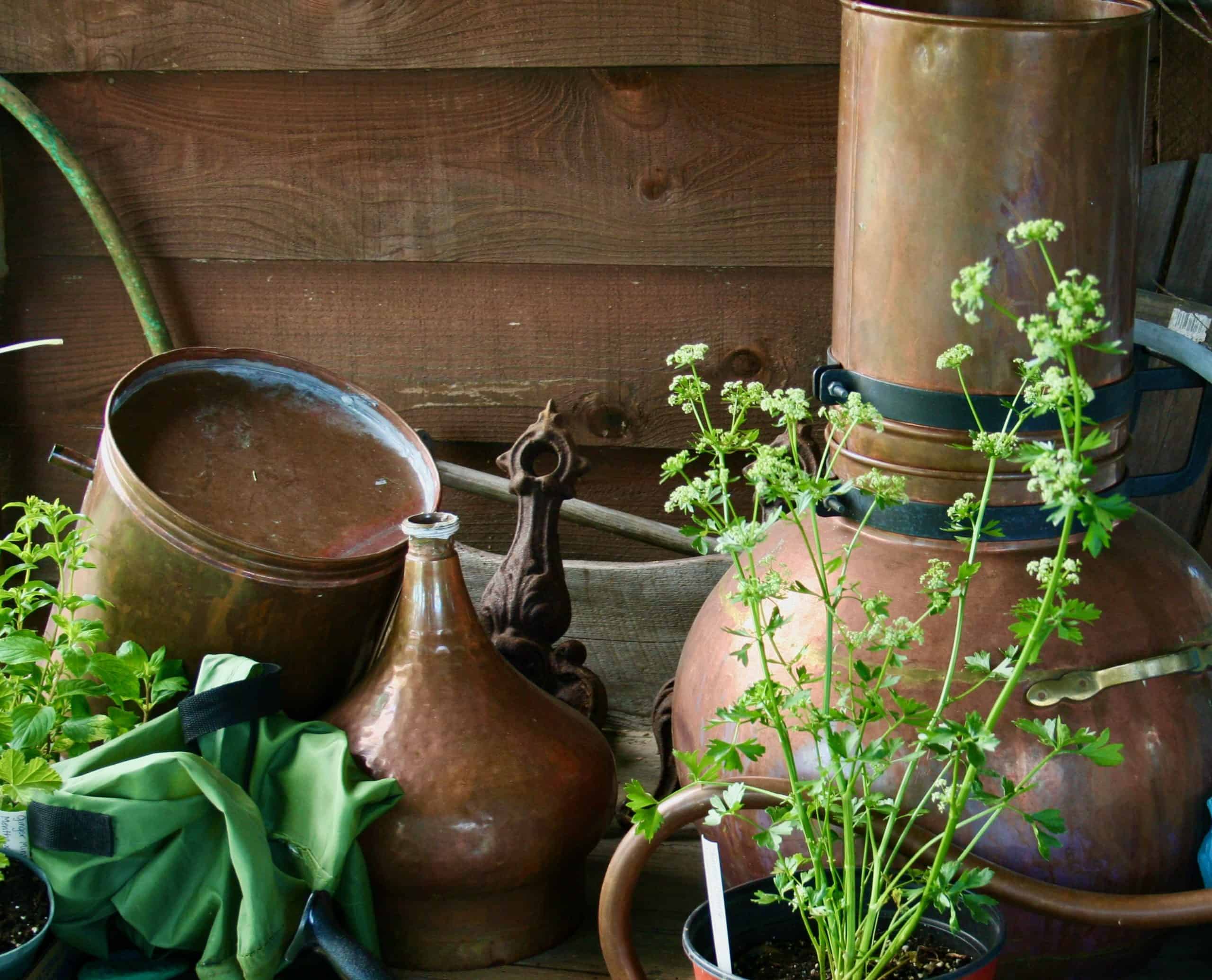 Herbal Medicine and Christianity: Can the Two Mix? - Home Garden Joy