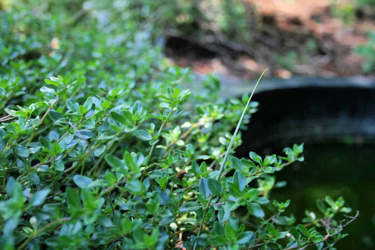 growing thyme in container space