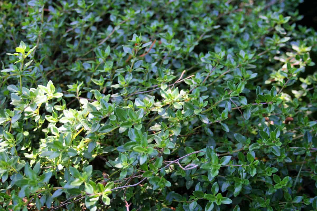 a closeup of thyme plants in a garden