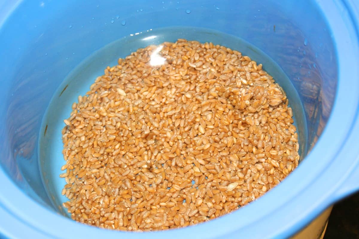 wheat berries cooking in crockpot