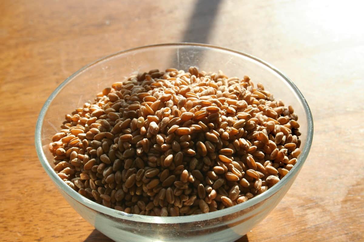 cooking wheat berries