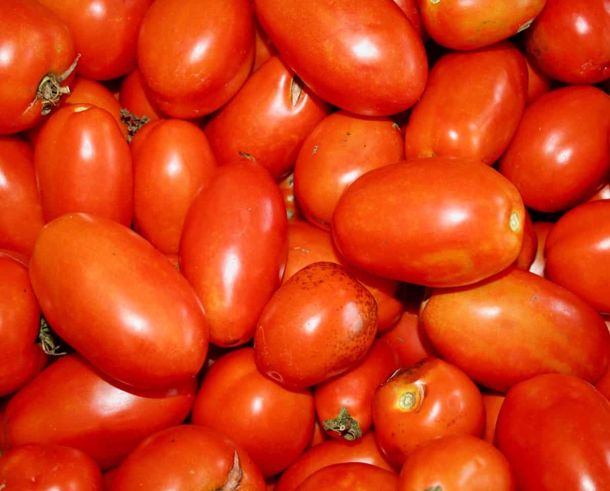 a basket of Roma tomatoes