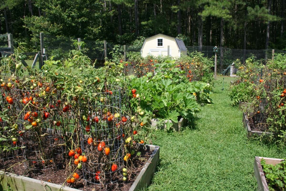 beds of ripe tomatoes in a raised bed vegetable garden