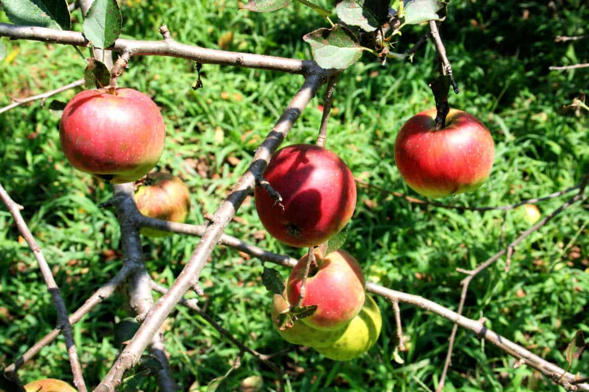 apples on tree