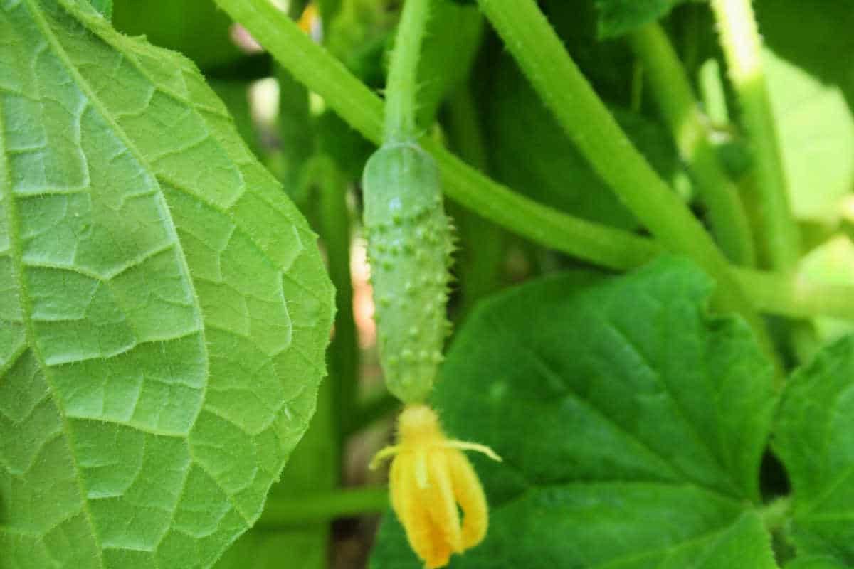 a young cucumber growing on the vine