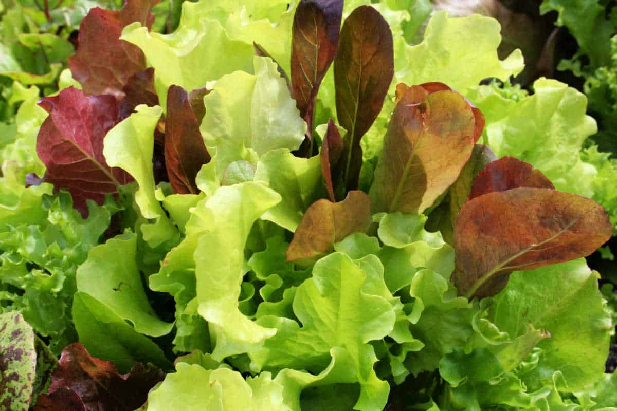 red and green lettuce in the garden