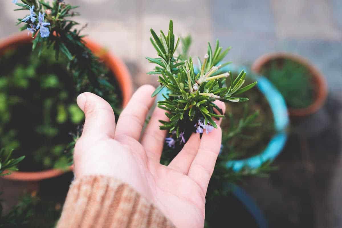rosemary growing in containers for space saving gardens