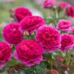 David Austin English Rose 'Gabriel Oak'