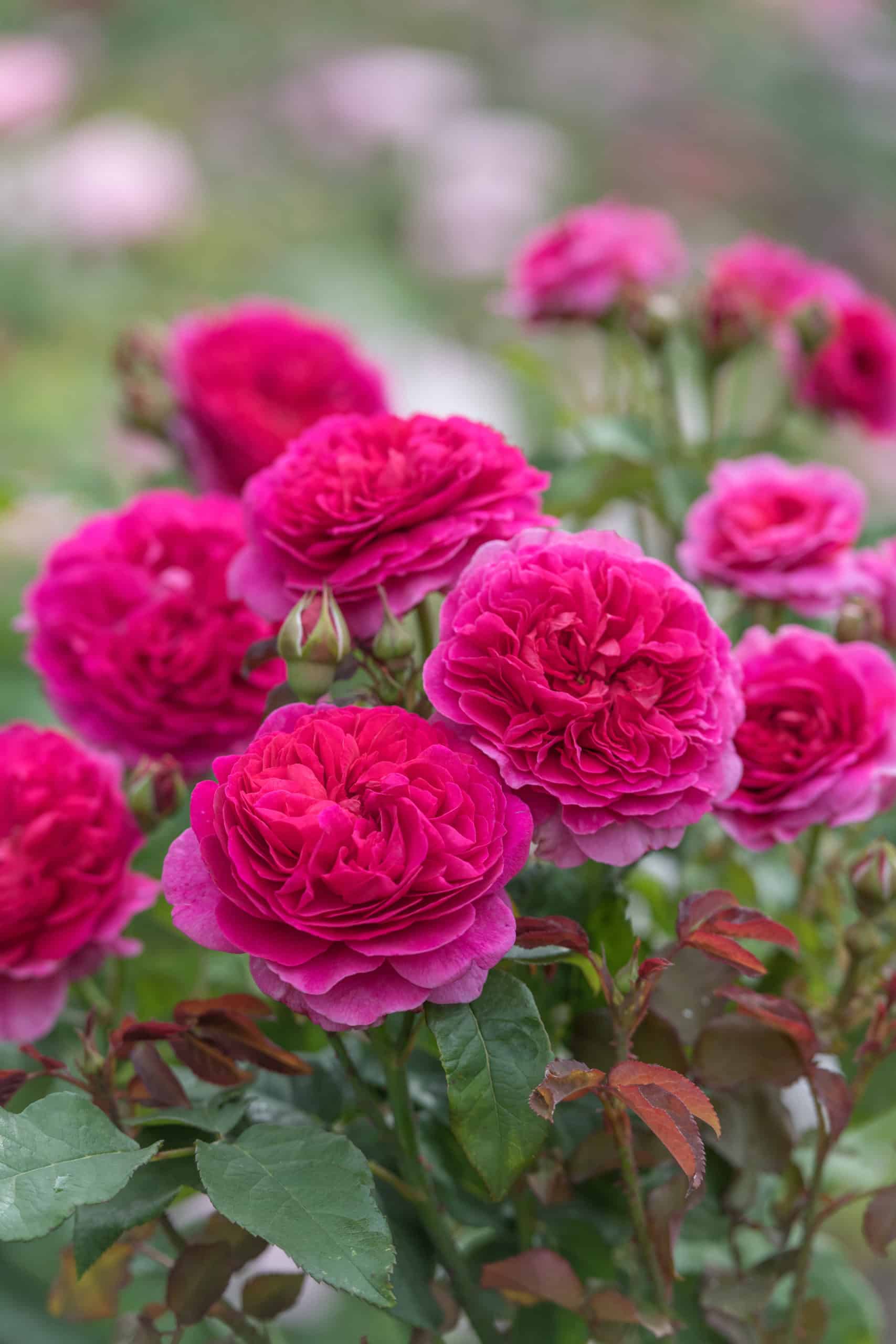 David Austin English Rose 'Gabriel Oak'