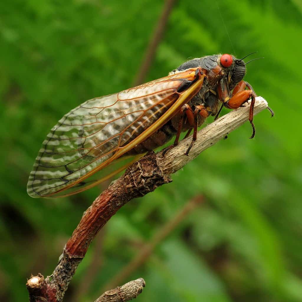 a picture of the 17 year cicada