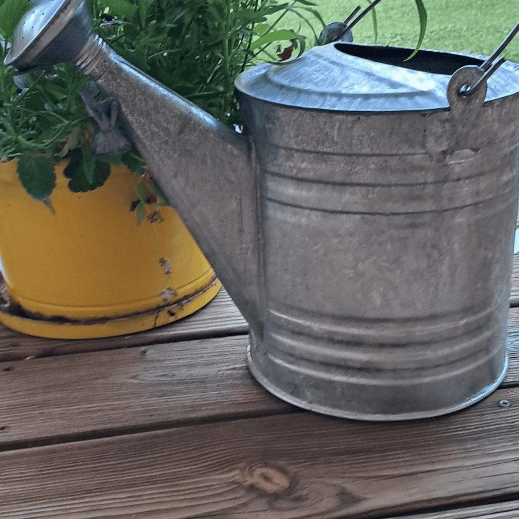 watering can with plants