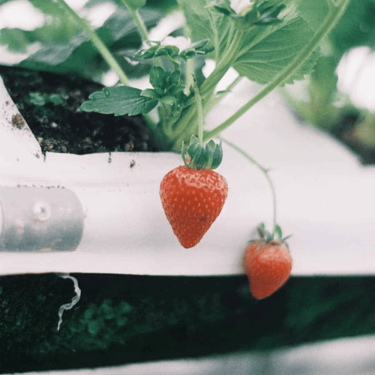 strawberry hanging from a white pot