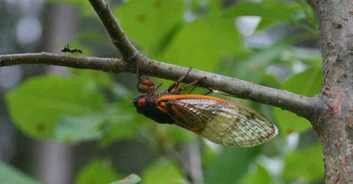 The Facts About Brood X Cicadas: What You Need to Know - Home Garden Joy